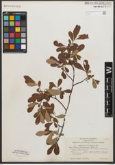 Foto von Salix scouleriana Barratt ex Hook.